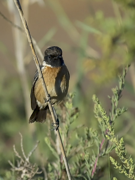 Mustapäätasku, European Stonechat, Saxicola rubicola